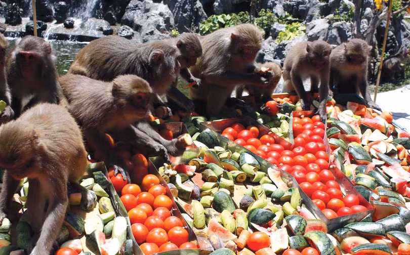 Video: Đột nhập đảo nuôi khỉ “hiến thận” độc nhất vô nhị