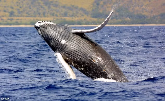 Video: Màn trình diễn hiếm thấy của cá voi xám