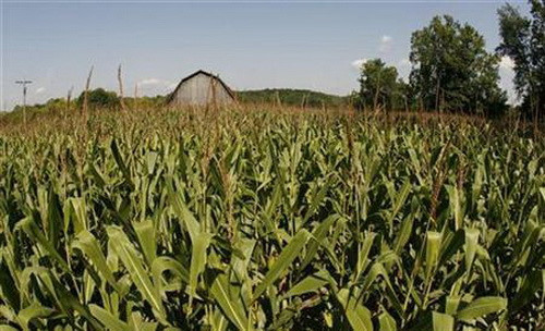 Công nghệ hạt giống là một trong những lĩnh vực Mỹ tố cáo Trung Quốc thường lấy cắp của họ. Công nghệ hạt giống là một trong những lĩnh vực Mỹ tố cáo Trung Quốc thường lấy cắp của họ.