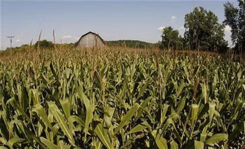 Công nghệ hạt giống là một trong những lĩnh vực Mỹ tố cáo Trung Quốc thường lấy cắp của họ.