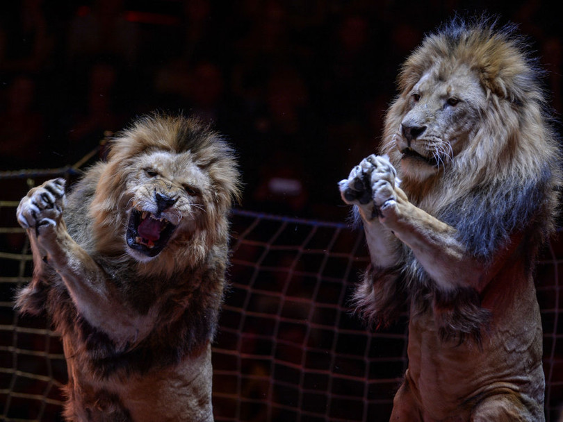 Biểu diễn chương trình 'Sứ giả' trong Rạp xiếc lớn ở Matxcơva.