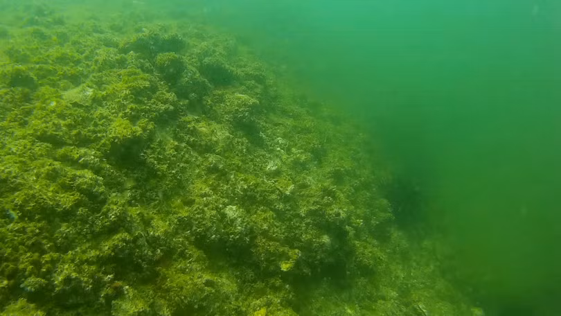 Video clip đầu tiên dưới đáy biển Nhân Trạch, Quảng Bình do thợ lặn Phạm Văn Hoàn tại Xóm Mới, thôn Nhân Quang, xã Nhân Trạch, huyện Bố Trạch, tỉnh Quảng Bình thực hiện.