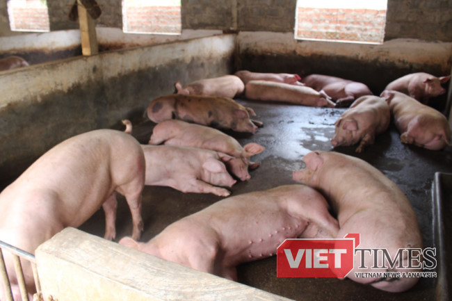 Đàn lợn nhà chị Ngoan đang 