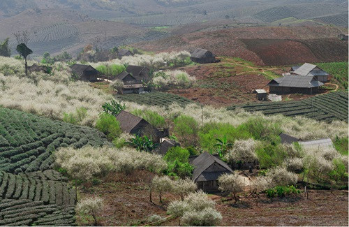 Kinh nghiệm du lịch Mộc Châu dịp Tết Nguyên đán ảnh 1