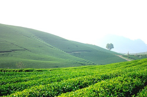 Kinh nghiệm du lịch Mộc Châu dịp Tết Nguyên đán ảnh 5