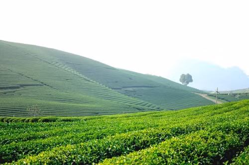 Kinh nghiệm du lịch Mộc Châu dịp Tết Nguyên đán ảnh 5