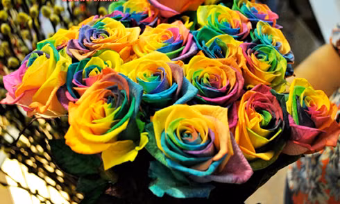 Hoa hồng 7 màu cũng có giá từ 250.000 đồng. Nếu tặng “gấu” 1 bó khoảng 10 bông cũng ngốn của bạn hơn 2 triệu đồng.