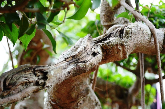 'Biệt phủ' triệu đô giữa lòng Hà Nội ảnh 12