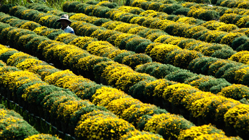 Đồng cúc vàng ở Tân Quy Đông. Ảnh:yeunhiepanh Đồng cúc vàng ở Tân Quy Đông. Ảnh:yeunhiepanh