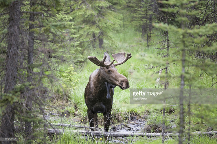 Nai sừng tấm cũng là một trong những loài động vật có vú lớn nhất hiện đang sinh sống tại Bắc Mỹ. Ảnh: gettyimages.