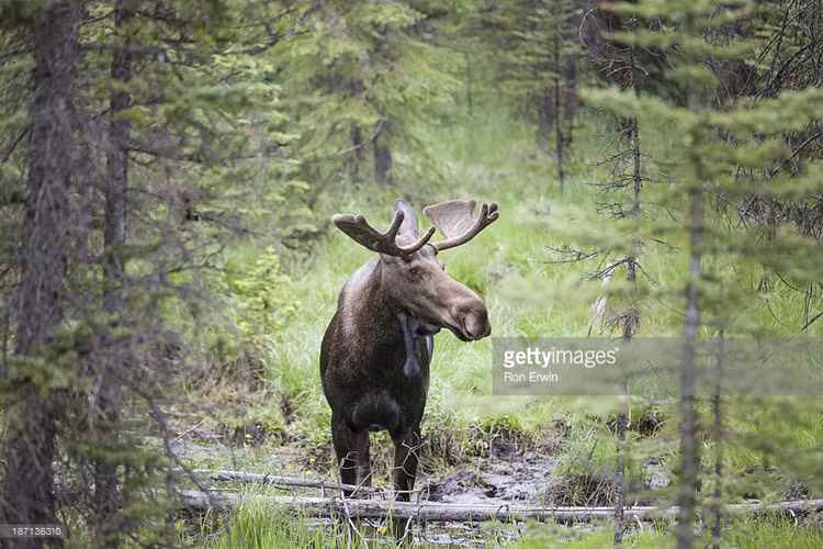 Nai sừng tấm cũng là một trong những loài động vật có vú lớn nhất hiện đang sinh sống tại Bắc Mỹ. Ảnh: gettyimages.
