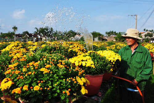 Đến đây du khách sẽ thấy vô số giống cúc đẹp. Ảnh:Trí Tín Đến đây du khách sẽ thấy vô số giống cúc đẹp. Ảnh:Trí Tín