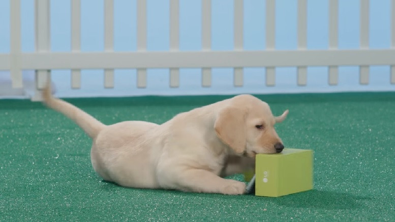 Video: Bị chó gặm, LG G5 vẫn 'thi gan cùng tuế nguyệt"