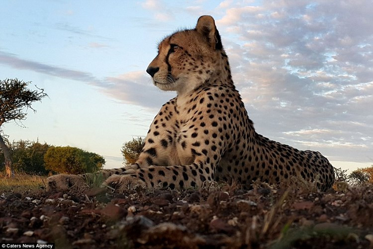 Cận cảnh một con báo gấm nằm nghỉ trong công viên động vật hoang dã Mashatu ở Botswan