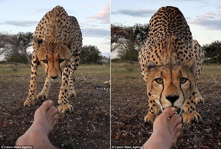 Con báo từ từ tiến tới và liếm ngón chân của nhiếp ảnh gia.