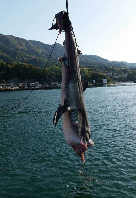 Nhật Bản bất ngờ bắt được sinh vật truyền thuyết gây động đất ảnh 3