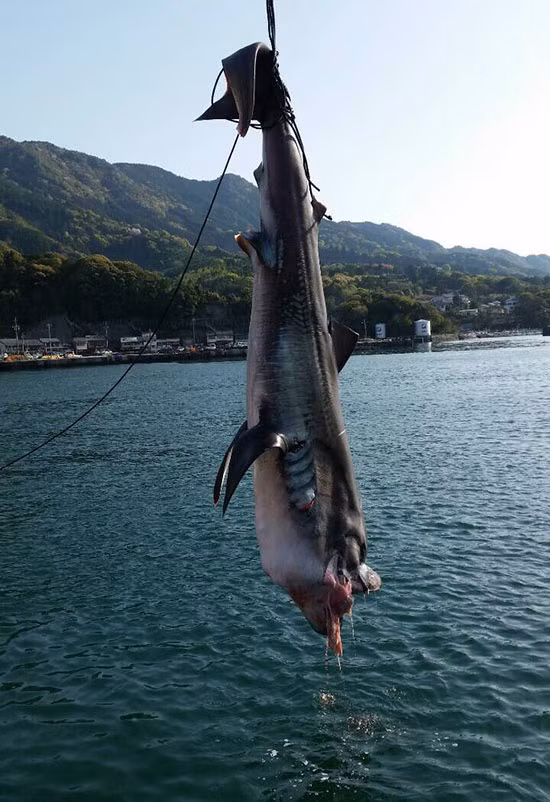 Nhật Bản bất ngờ bắt được sinh vật truyền thuyết gây động đất ảnh 3