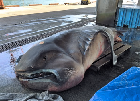 Nhật Bản bất ngờ bắt được sinh vật truyền thuyết gây động đất