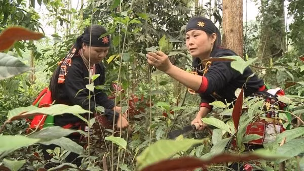 Cây dược liệu ở Việt Nam là một kho tàng vô giá để tạo ra các sản phẩm thuốc chữa bệnh, thực phẩm thực dưỡng, đồ uống, hoá mỹ phẩm…