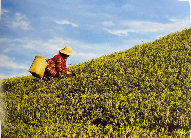 Những đồi chè ngút ngàn của Việt Nam.