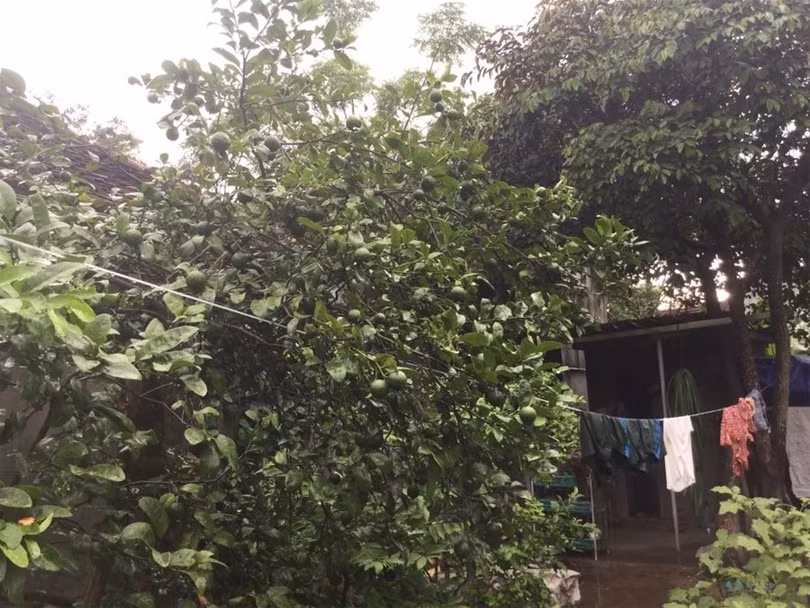 "Một ngày ở Việt Nam" khiến cộng đồng mạng thế giới... "phát sốt" ảnh 39