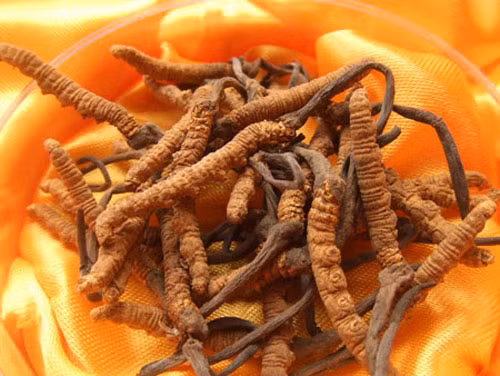 Mỗi ngày 2g đông trùng hạ thảo, hãm nước hoặc đun sôi chừng 10 phút sẽ giúp bạn bồi bổ sức khoẻ một cách không ngờ.