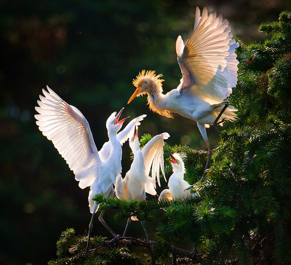 Việt Nam giành giải thưởng nhiếp ảnh du lịch ấn tượng ảnh 13