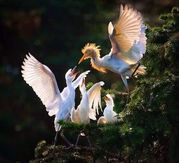 Việt Nam giành giải thưởng nhiếp ảnh du lịch ấn tượng ảnh 13