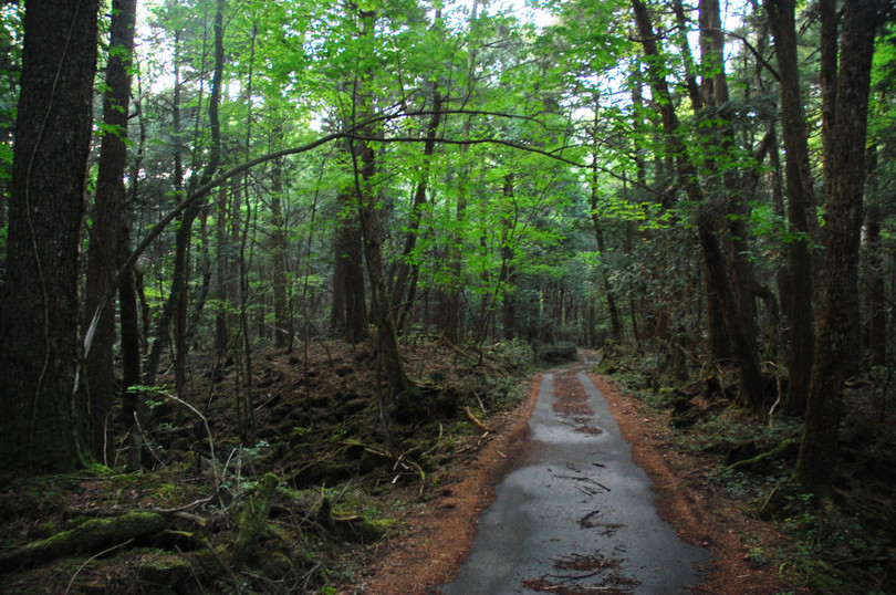 10 khu rừng kỳ lạ nhất thế giới ảnh 5