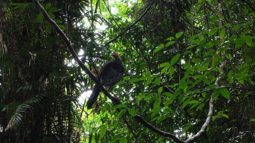 10 khu rừng kỳ lạ nhất thế giới ảnh 8