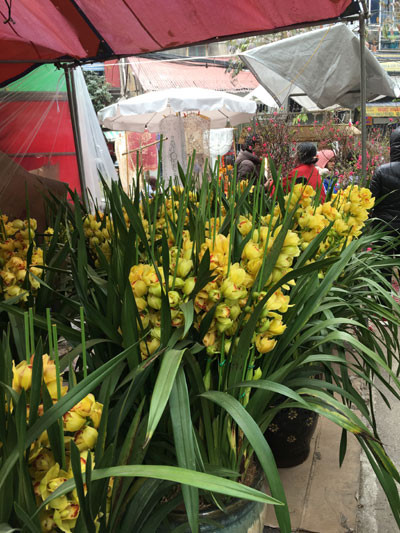 Chợ hoa Hàng Lược nhộn nhịp những ngày cuối năm ảnh 7