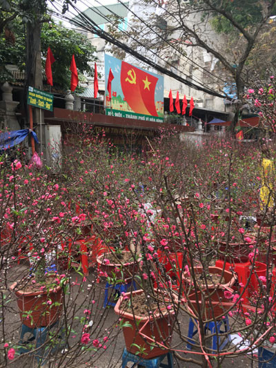 Chợ hoa Hàng Lược nhộn nhịp những ngày cuối năm ảnh 10