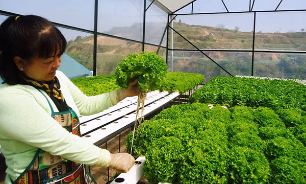 Trồng xà lách thủy canh thành công ở Trang trại Kim Bằng, Đà Lạt. Ảnh minh hoạ: Internet