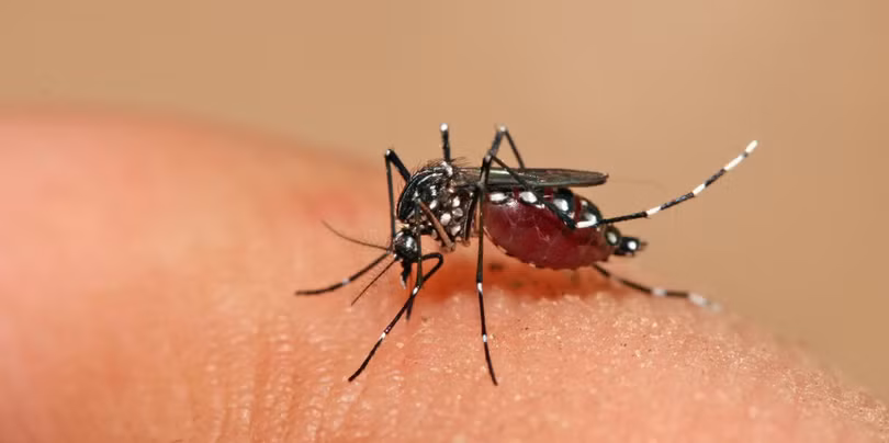 Thời tiết Hà Nội nóng ẩm, có mưa rải rác là điều kiện thuận lợi cho muỗi truyền bệnh sốt xuất huyết phát triển