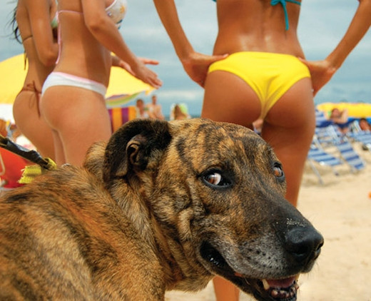 Chết cười với những chú chó đáng "ăn đòn" nhất hành tinh ảnh 17