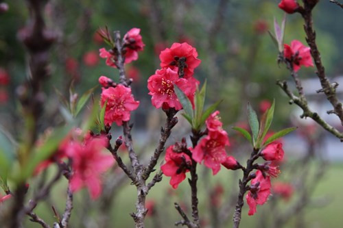 Hương vị Tết truyền thống ở Hoàng thành Thăng Long ảnh 7