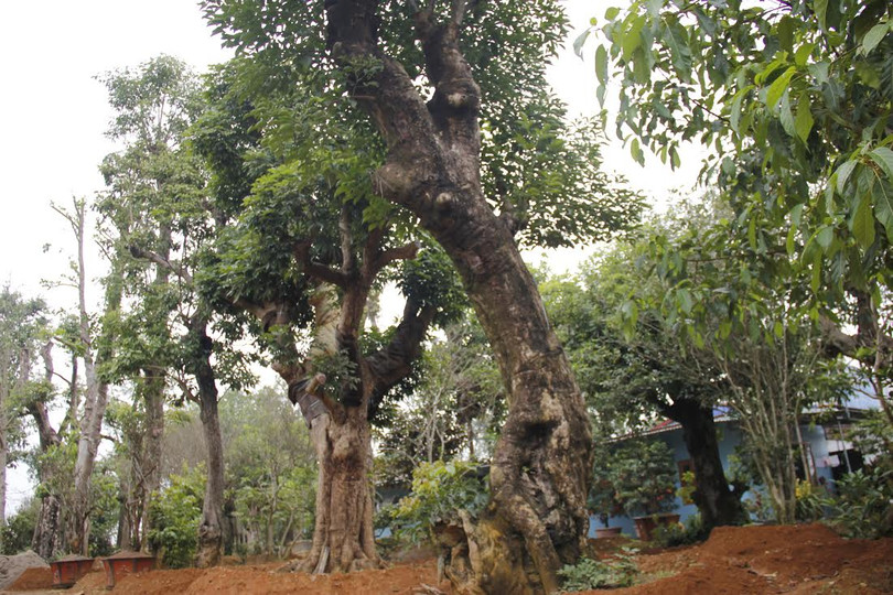 Vườn cây bóng mát 40 tỷ của đại gia Hà Thành ảnh 2