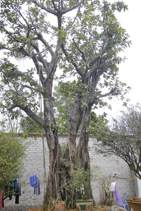 Vườn cây bóng mát 40 tỷ của đại gia Hà Thành ảnh 1