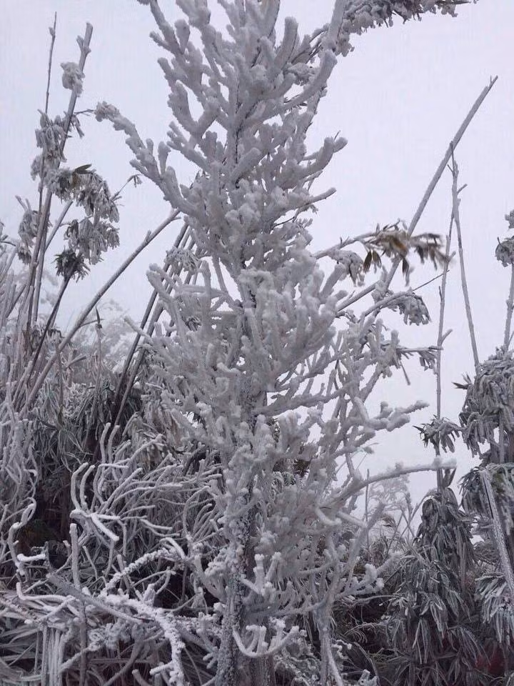 Fansipan huyền ảo băng tuyết trong nắng sớm khiến dân mạng sôi sục ảnh 2