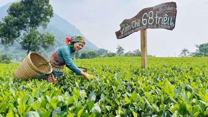 Vừa qua, Thanh Hải Trà của HTX chè La Bằng được đấu giá tại Hội thi “Bàn tay vàng chế biến chè” huyện Đại Từ (Thái Nguyên) với giá trị 68 triệu đồng/kg.