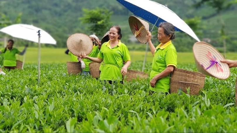 Bà Nguyễn Thị Hải cùng các xã viên thu hái chè từ sáng sớm.
