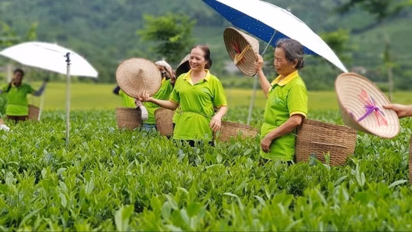 Bà Nguyễn Thị Hải cùng các xã viên thu hái chè từ sáng sớm.