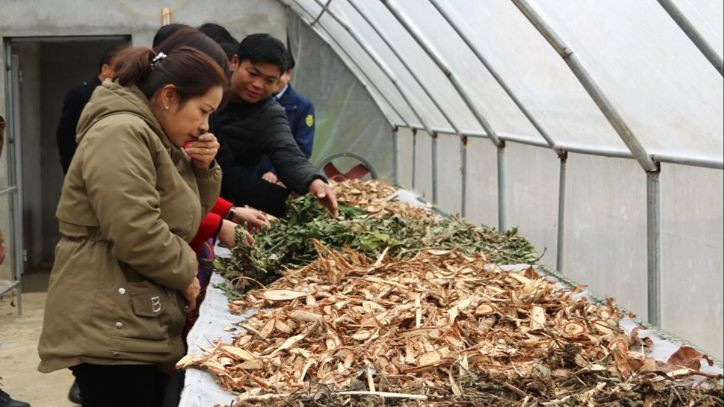 Nhà phơi, sấy khô dược liệu của HTX cộng đồng Nặm Đăm, xã Quản Bạ (Hà Giang).