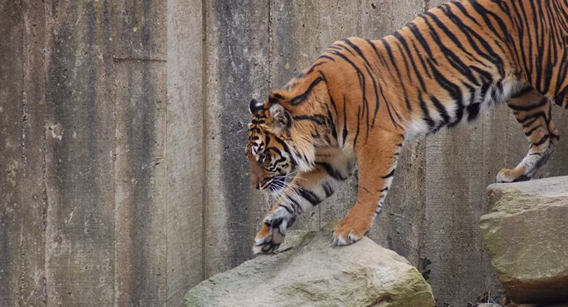 Hà Lan dùng trực thăng lùng bắt hổ xổng chuồng 