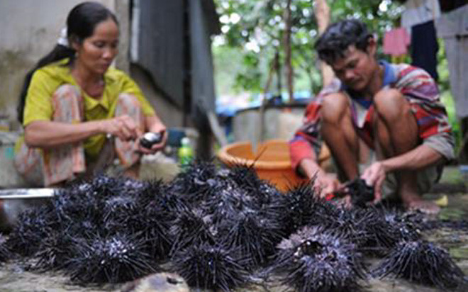 Những món bình dân thành đặc sản đắt đỏ dịp Tết ảnh 8 Sau dần, nó dần trở nên phổ biến và trở thành đặc sản của Phú Quốc. Giá một con cầu gai đã chế biến lên đến 40.000 đồng.