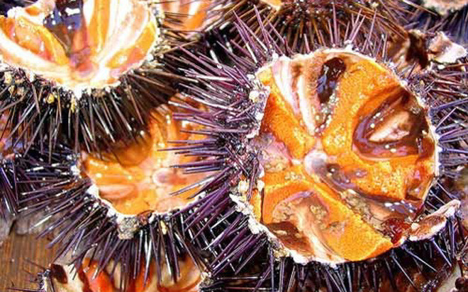 Những món bình dân thành đặc sản đắt đỏ dịp Tết ảnh 7 Có hình thù kỳ dị, gai nhọn đâm vào rất đau, cầu gai (hay thường gọi là nhum biển) đã từng khiến người dân ở Phú Quốc sợ hãi, không dám ăn.