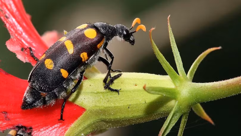 Sâu ban miêu sẽ gây ngộ độc nặng cho cơ thể người nếu không may tiếp xúc phải.