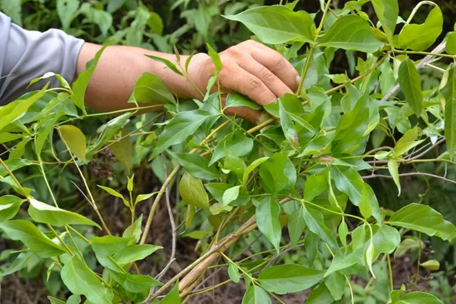 Cây lá ngón trong tự nhiên