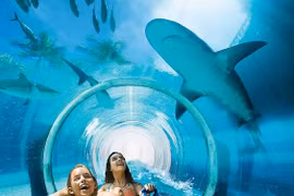Một góc bể bơi The Tank, khách sạn Golden Nugget, Las Vegas