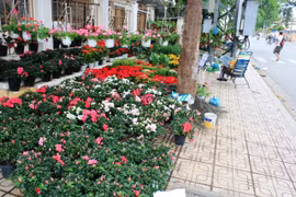 Đường phố Nha Trang tràn ngập không khí Tết. Ảnh Địa điểm ăn uống Nha Trang